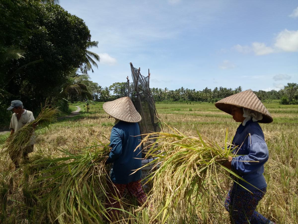 Amara Giri I Villa Ubud  Bagian luar foto